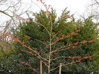 Hamamelis Aphrodite 2015 02 07 3175